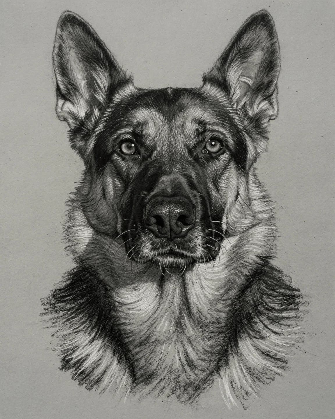 Compressed Charcoal portrait of Shadow, a German Shepherd