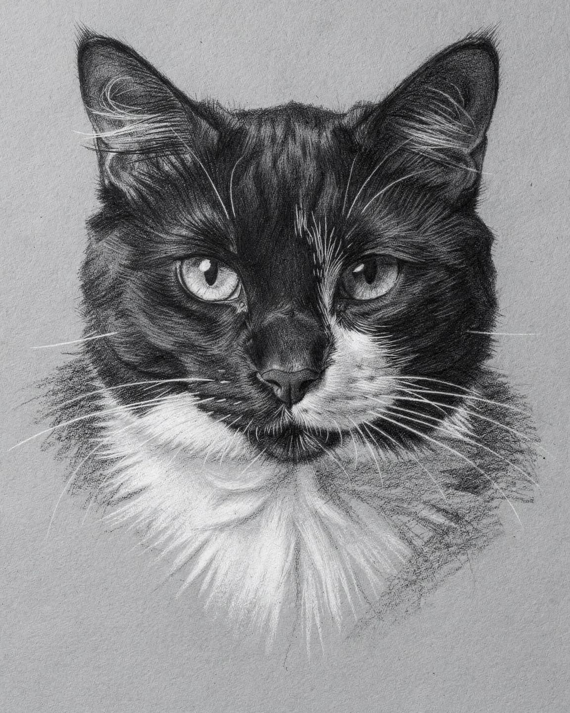 Compressed Charcoal portrait of Nala, a Tuxedo cat
