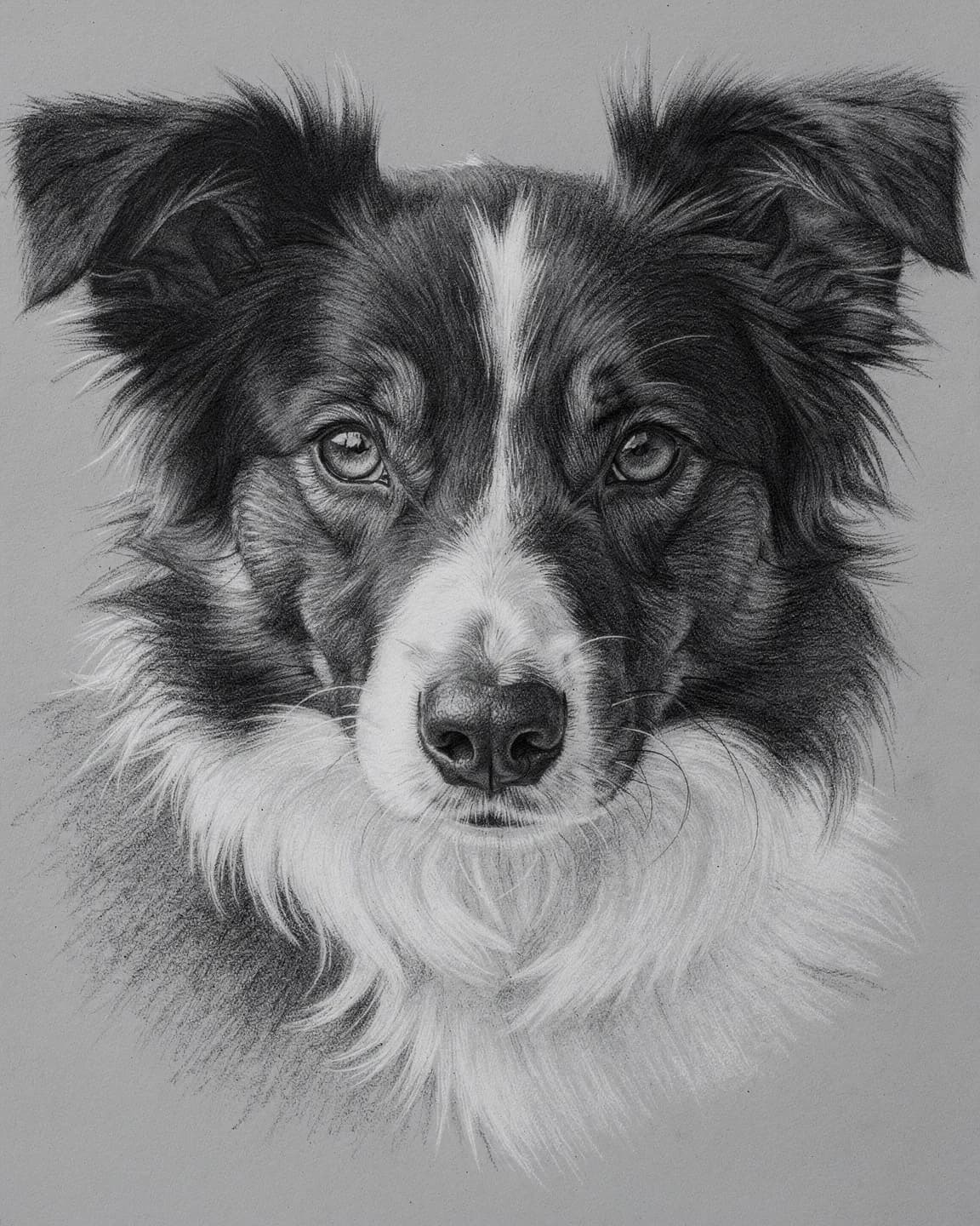 Compressed Charcoal pet portrait example